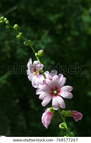 Malva is a genus of herbaceous annual, biennial and perennial plants of the Malvaceae family, one of the most closely related genera in the family, with a common English malt malva
