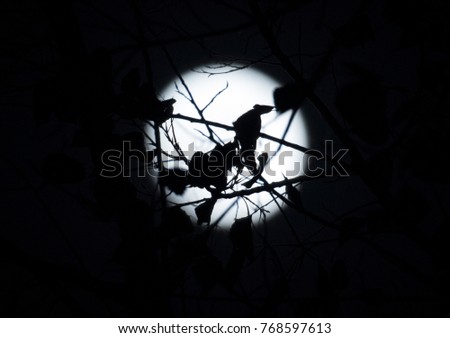 A night sky with moon and tree branches