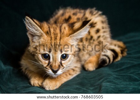 Kitten Serval, wild cat, photo taken in the nursery.