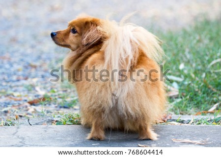 Beautiful dog standing upon the ground in front of house