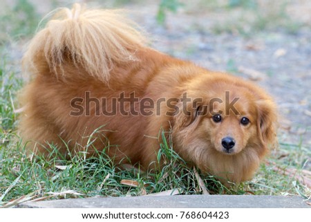 Beautiful dog standing upon the ground in front of house