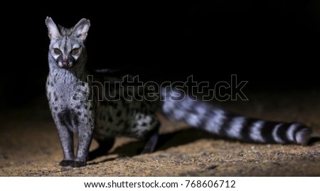 Genet photographed at night using a spotlight sitting and waiting for food