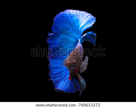 Blue color Siamese fighting fish(Rosetail-halfmoon),fighting fish,Betta splendens,on black background,Double Tails