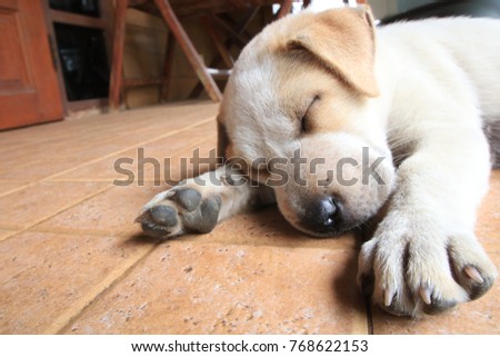 A brown puppy dog sleeping on the ground