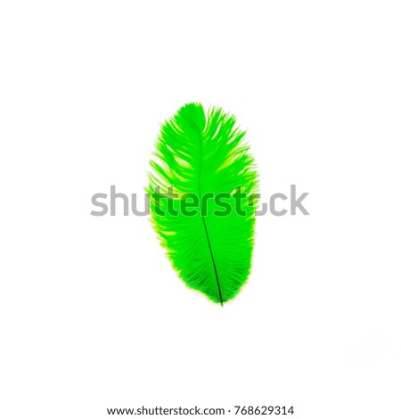 Bird feather of green color. White background.