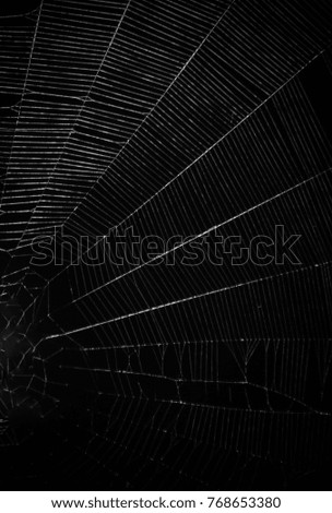 A close-up photograph of newly spun spiderweb in Brisbane, Australia. 