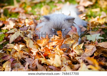 Autumn colors, outdoor cat. Kitten enjoy lovely golden season. Tripolion looks very autumnal with background of orange, red and yellow leaves. Bright vibrant photo of Himalayan Persian cat. Royalty-Free Stock Photo #768657700