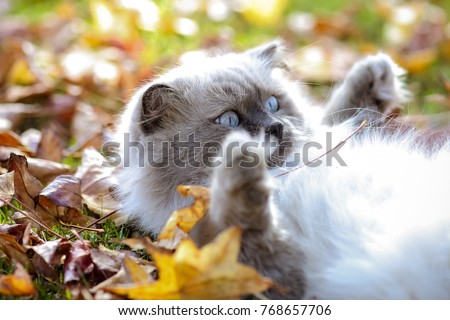 Fall in California, yellow leafs, green grass. How to retrain cat to not be afraid. Scared cat on the ground indoor. How to calm down a frightened cat. Man hold panicked Himalayan grey cat.
 Royalty-Free Stock Photo #768657706