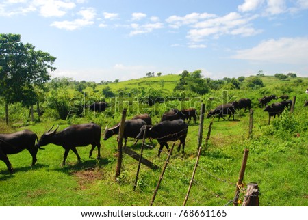 Above the verdant hill, there is a large crowd of Carabao coming home from the farmer's call.