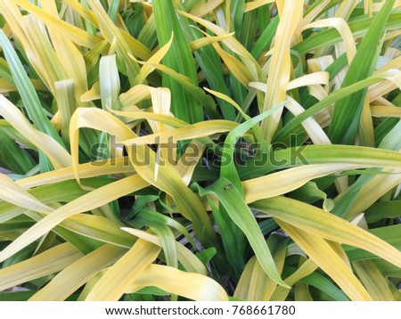 Green and Yellow leaf background
