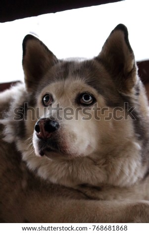 Sad husky dog with blue eyes lying and waiting for owner. Pensive dog. Dog's head close up. Cute white and grey purebred husky. Domestic wolf. Dog's devotion. 