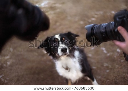 border collie dog being photographed by two cameras