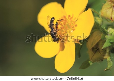 hoverfly Syrphe syrphidae