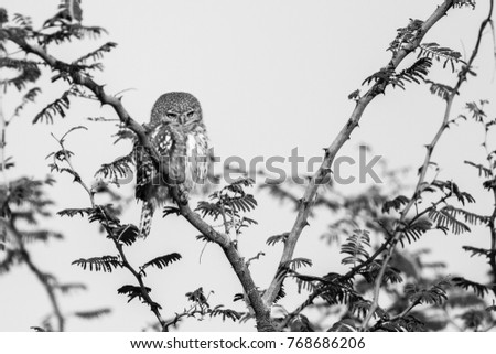 Barred owlet bird sitting in thorn acacia tree with clear sky in background, Okavango Delta, Botswana, Africa
