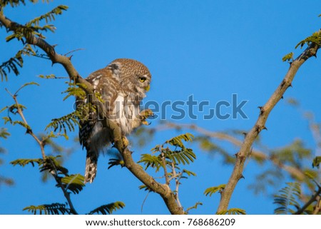 Barred owlet bird sitting in thorn acacia tree with clear sky in background, Okavango Delta, Botswana, Africa