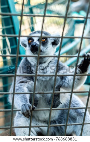 Lemur in a cage in the zoo 