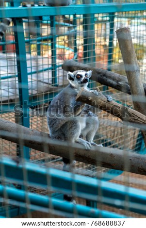 Lemur in a cage in the zoo 