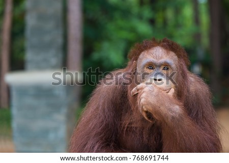 Orangutans posting thinking acting.And sit for the photographer to take a picture. Royalty-Free Stock Photo #768691744