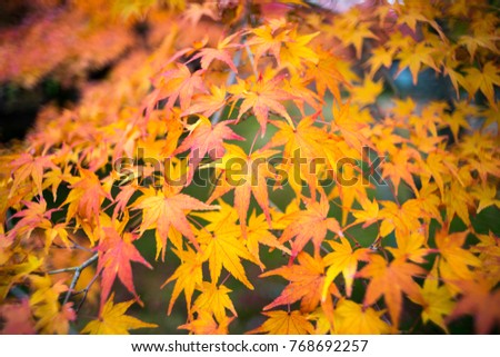 close focus of maple leaf in autumn season