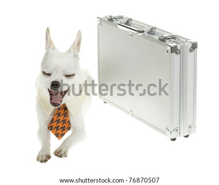 Small white Chihuahua Puppy Lying down yawning, Wearing a blue and orange check with tan NeckTie,  next to a silver briefcase, isolated on white background.
