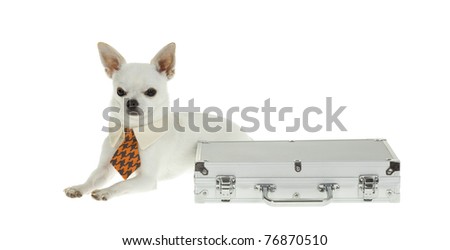 Small white Chihuahua Puppy Wearing a blue and orange check with tan NeckTie lying next to a silver briefcase, has angry unapproachable look, isolated on white background.