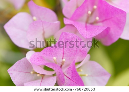 Colorful of flower, bougainvillea flower with leaf, Bougainvillea flower from Thailand