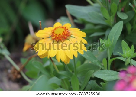 Chrysanthemums sunflower and lantana plants in a butterfly flower garden with tiny insect on leaf.