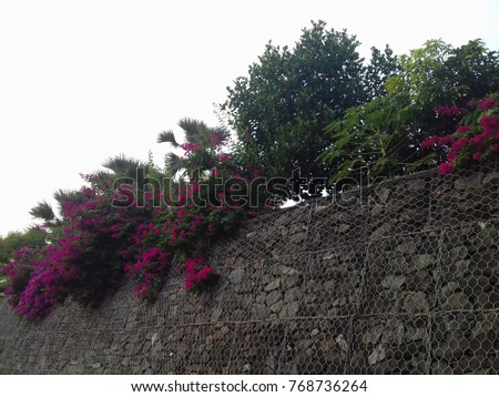 Beautiful white and magenta bougainvillea flowers on wall with clear sky background