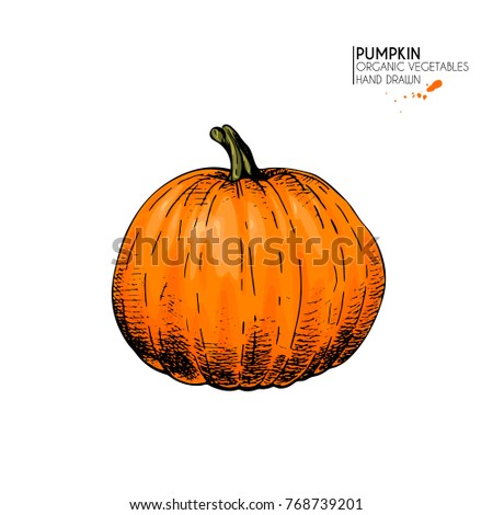 Vector hand drawn set of farm vegetables. Isolated pumpkin. Engraved colored art. Organic sketched vegetarian objects. For restaurant, menu, grocery, market, store, party. Halloween, Thanksgiving