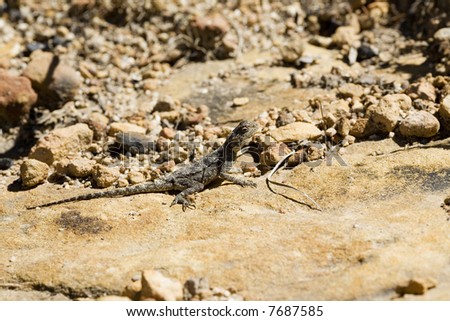 Little lizard at the Tafelberg Mountain Kaapstad South Africa