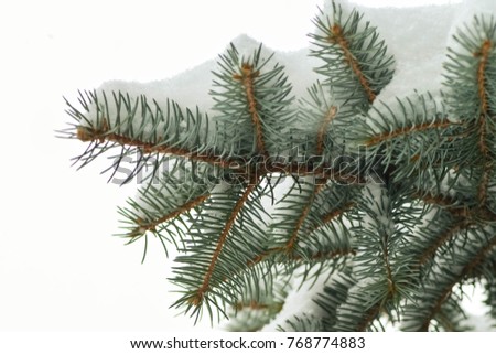 Blue spruce in the forest, fluffy snow on the spruce branches. Background & Textures.