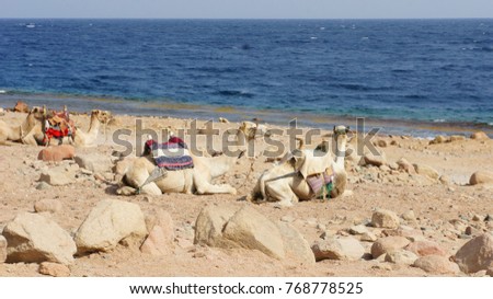 herd of camels lies on the seashore