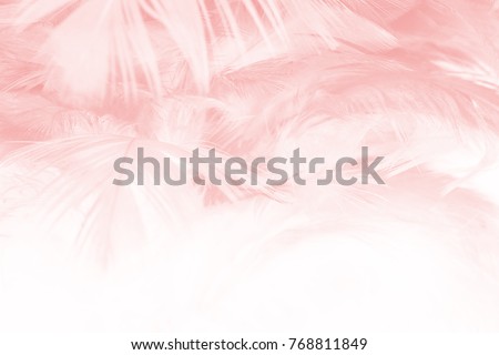Beautiful Coral Pink vintage color trends feather texture background