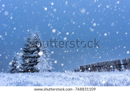 Fairy winter landscape with fir trees and snowfall. Christmas background with snowy fir trees and snowflakes