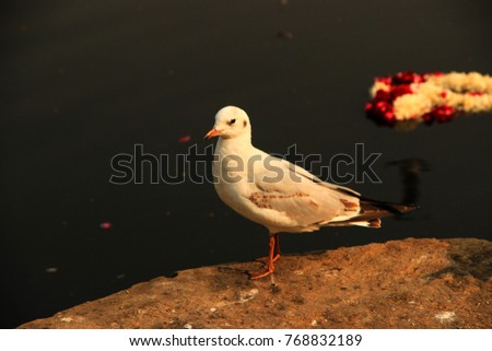 Siberian bird migrated to bank of Yamuna river, Delhi, India. Bird at Yamuna river searching food.