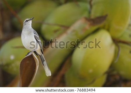 Tropical Mockingbird (Mimus gilvus rostratus), Tropical subspecies, singing in a palm tree with coconuts in the background in Bonaire, Netherlands Antilles