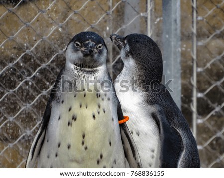 Humboldt Penguins (Spheniscus humboldti) couple