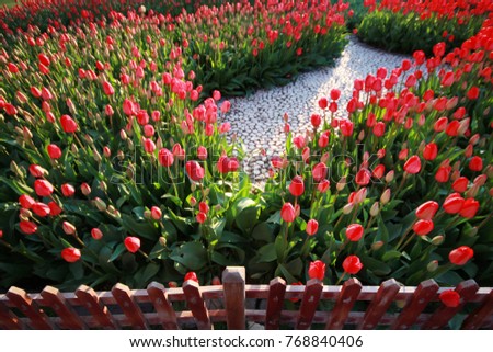 Red Tulip in the garden