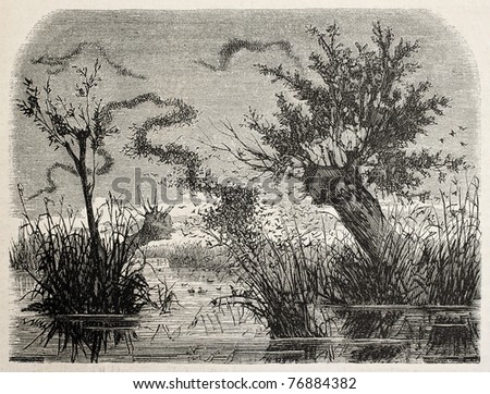 Old illustration of starlings big flocks along Rhin river, Alsace. Original, from drawing of Lallemand, was published on L'Illustration Journal Universel, Paris, 1860