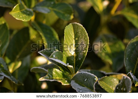 Morning dew on leaves