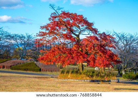 park, golf, trees, hiking, mountains,autumn, leaves, forest, background, tree, leaf, trees, fall, october, sky, nature, red, scenery, season, foliage, vector, beauty, isolated, color, landscape, road,