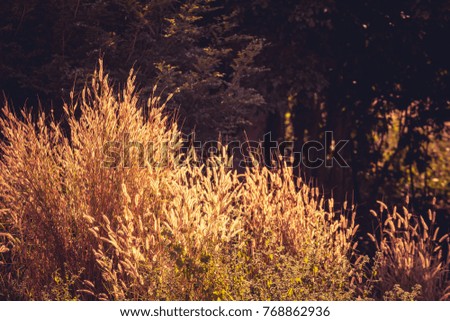 Vintage photo of grass flowers blooming in the forest