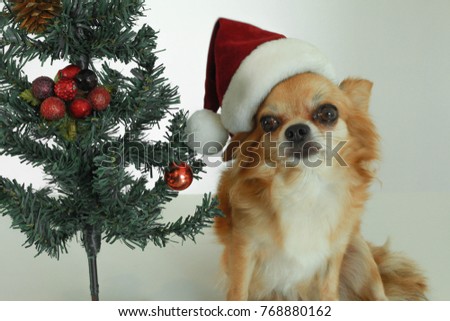 Merry Christmas.Happy New Year. Beautiful dog posing in Christmas hat with a Christmas tree on a white background