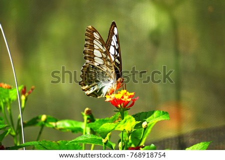 Butterfly is sucking nectar from orange filter flowers in butterfly garden, Chiang mai, Thailand