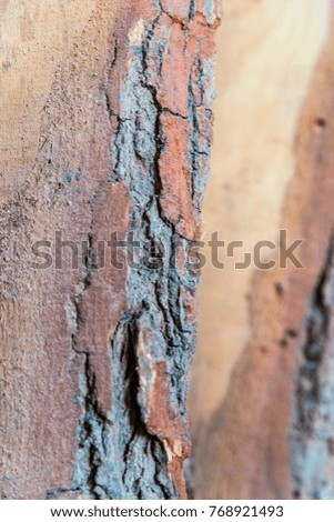 Piece of old tree bark