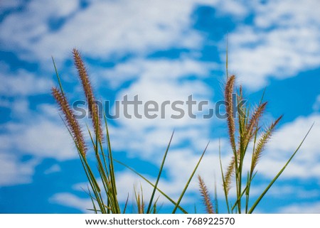Background photos, grass and sky