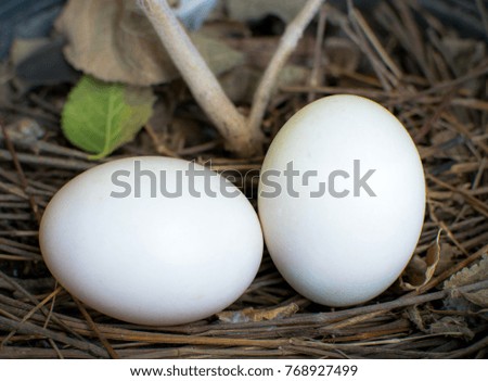 two white eggs were on the bird's nest. happy easter day.