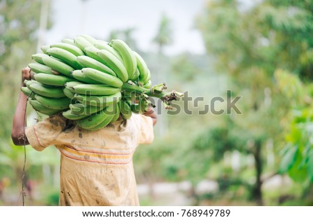farmer bearing green banana on farm.Labor holding green banana for sell.