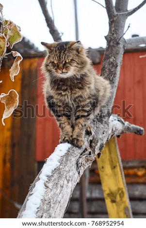 angry fluffy siberian cat with yellow eyes