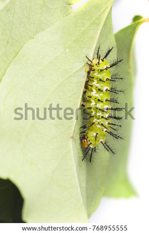 Mature caterpillar of Common leopard butterfly ( Phalanta ) hanging on host plant leaf